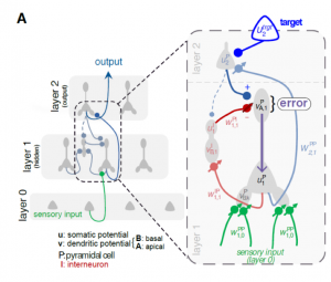 Model of learning in a network of pyramidal cells and lateral inhibitory neurons.